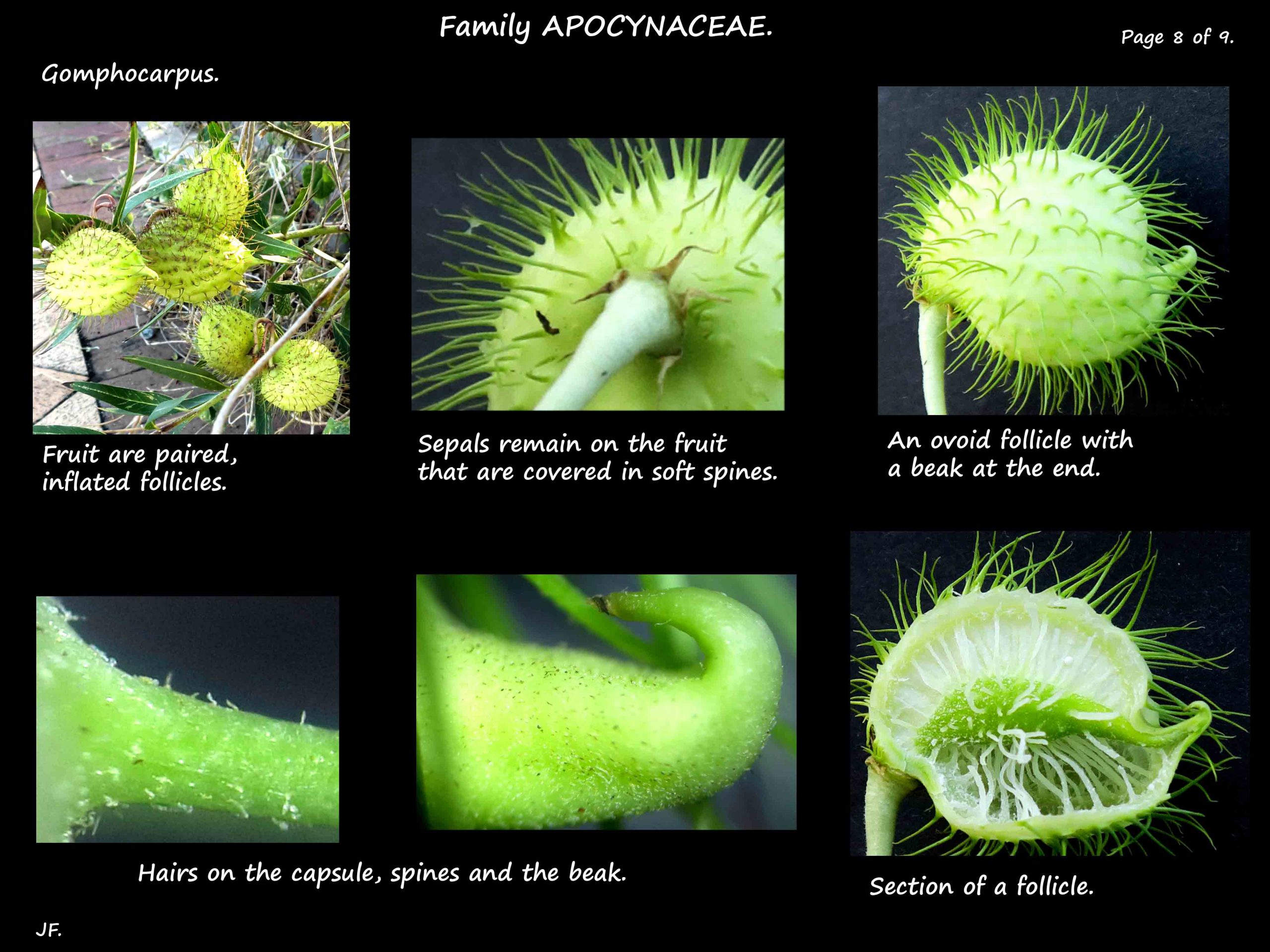 8 Gomphocarpus follicles